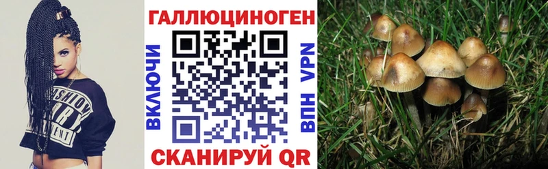 дарк нет телеграм закладки Дыгулыбгей Псилоцибиновые грибы Psilocybe